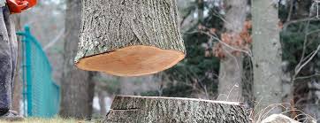 How Our Tree Care Process Works  in  Woodbourne, PA