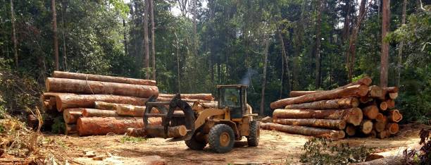 Best Tree Preservation Services  in Woodbourne, PA
