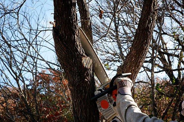 Best Palm Tree Trimming  in Woodbourne, PA