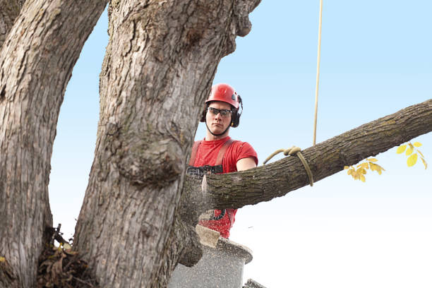 Best Emergency Tree Removal  in Woodbourne, PA